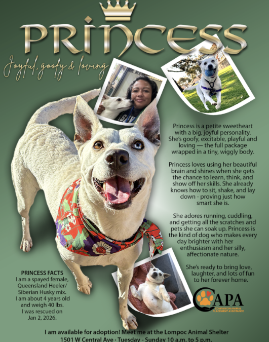 Meet Princess: The Smart, Energetic Dog Ready to Find Her Forever Family