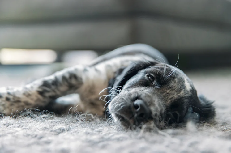 This Puppy Thought Dad Left Him Alone, and His Dramatic Reaction Is Too Funny