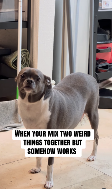 No One Can Agree What Breed He Is—But Everyone Agrees He’s Adorable
