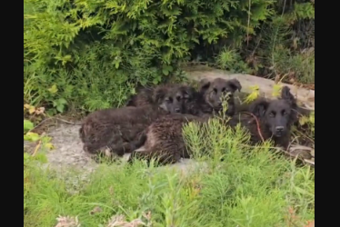 Man Spots a Pile of Black Fluff in a Ditch—Then Realizes They’re Puppies