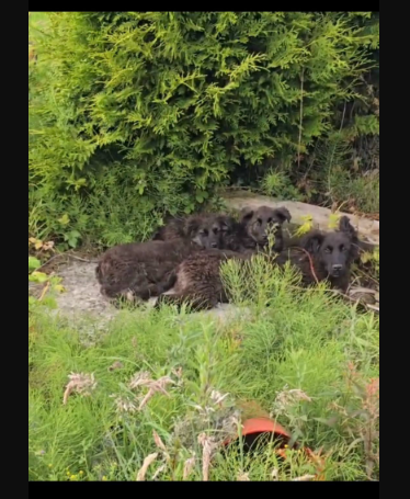 Man Spots a Pile of Black Fluff in a Ditch—Then Realizes They’re Puppies