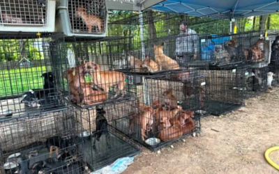 Nearly 250 Dogs Were Found Living in Horrific Conditions—Then Rescuers Stepped In
