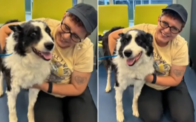 His Family Thought He Was Gone For Good. Then A Shelter 1,000 Miles Away Found Him