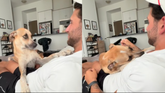 One Adoption Changed This Rescue Dog’s Entire World in the Simplest Way