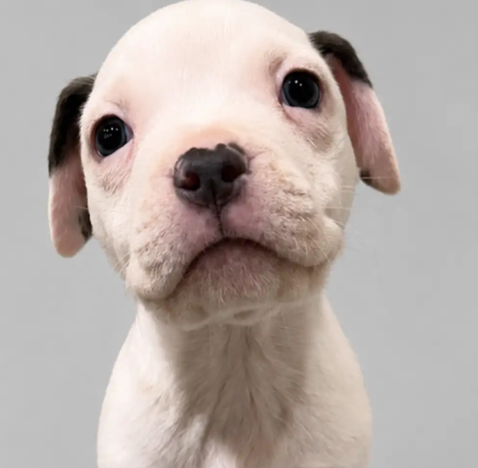 One Chin Scratch Was All It Took To Reveal This Shelter Puppy’s Sweetest Side