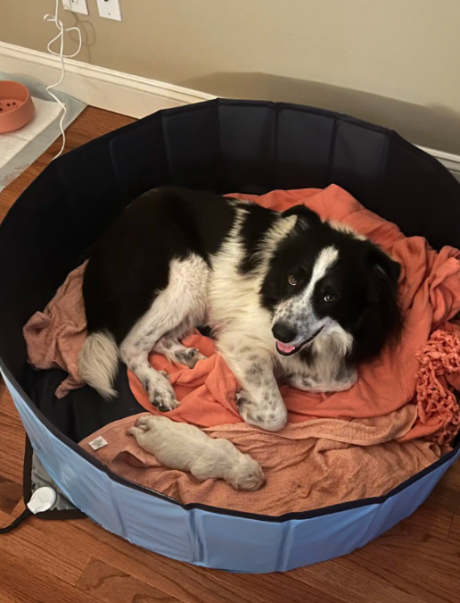 They Thought She Was Just Getting Chubby—Then Came the Biggest Surprise