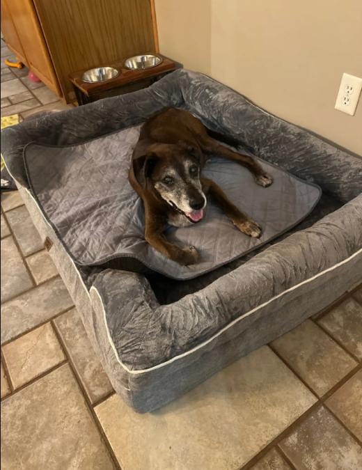 A Senior Dog’s Sweet 16 Became A Celebration Of Second Chances