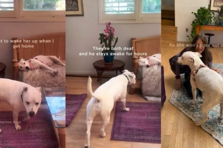 He Could Have Gone to Sleep, But This Rescue Dog Stayed Awake for His Sister