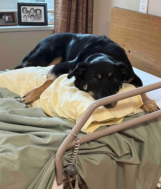 Stray Dog Kept Sneaking Into A Nursing Home—Until Everyone Realized He Belonged There