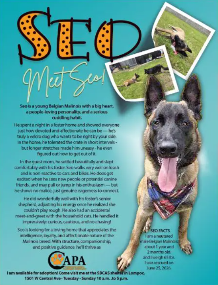 Meet Seo: The Loyal Belgian Malinois Who Just Wants a Family of His Own