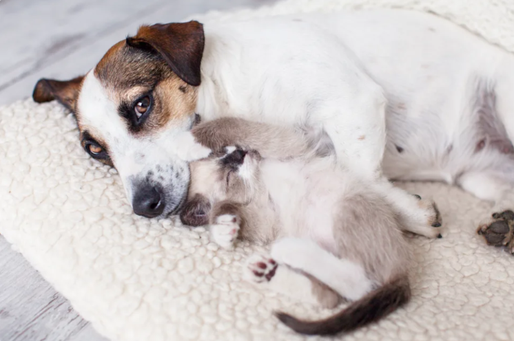 She Once Hid From Everyone, Then Two Tiny Kittens Brought Out Her Motherly Side