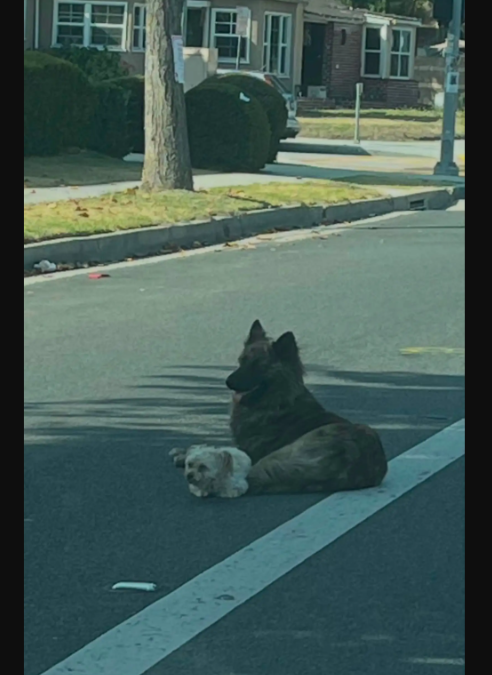 She Refused To Leave Her Tiny Brother’s Side As Cars Swerved Around Them
