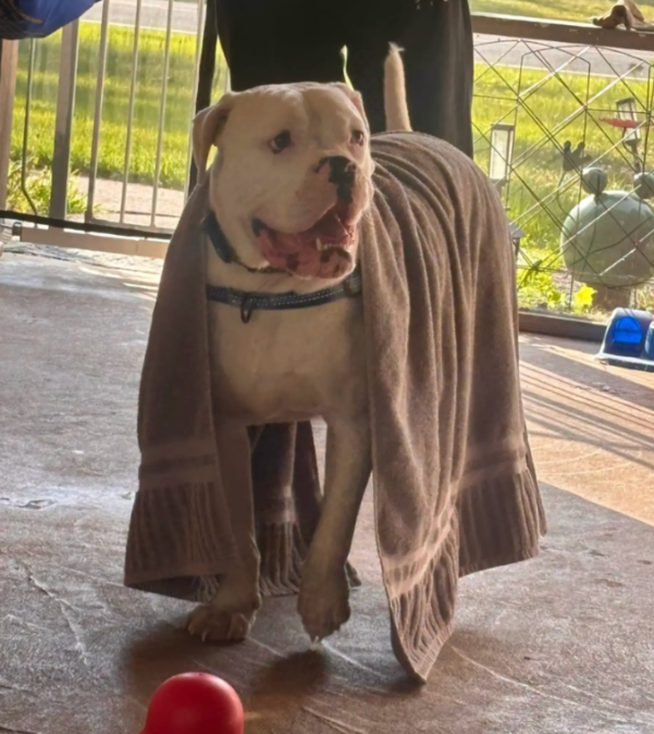 Everyone Worried About This Deaf Dog’s Future—Until the Right Family Walked Into the Shelter