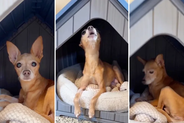 After Years of Breeding, This Frail Chihuahua Finally Gets a Blanket of Her Own