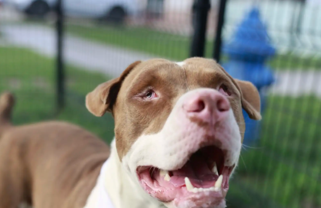 Workers Thought This Lost Dog Needed Help—Then They Realized Why He Was Walking So Carefully