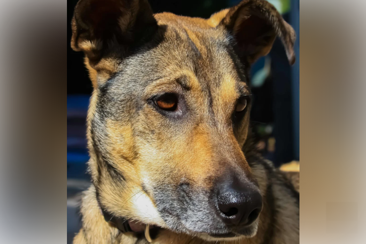 Rescue Dog Returns to the People Who Saved Him, and His Transformation Is Incredible