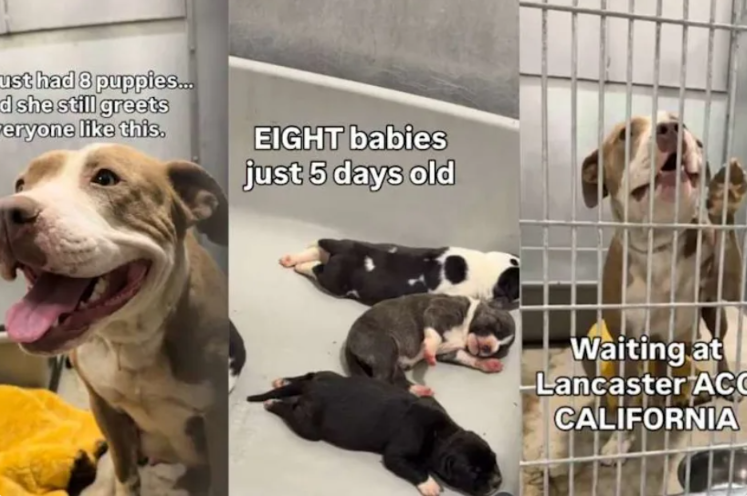 She Arrived Pregnant at a Shelter, Then Became a Mama to Eight Tiny Puppies