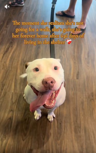 This Pit Bull Waited More Than Two Years For A Family — Her Smile Says It All