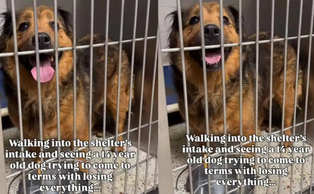 14-Year-Old Dog Lost Everything Overnight—Now She’s Waiting for One More Miracle