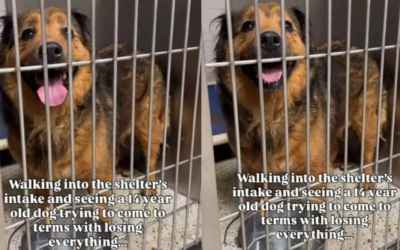 14-Year-Old Dog Lost Everything Overnight—Now She’s Waiting for One More Miracle