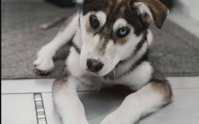 This Husky Puppy Spent His Entire Life in a Tiny Cage—Now He’s Finally Learning What Freedom Feels Like
