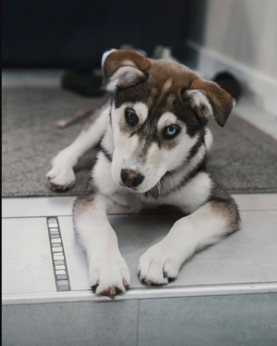 This Husky Puppy Spent His Entire Life in a Tiny Cage—Now He’s Finally Learning What Freedom Feels Like