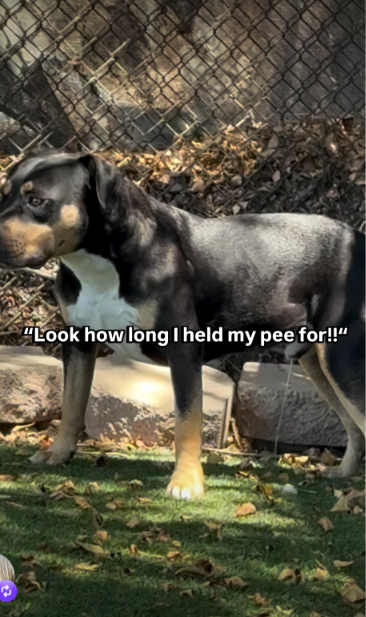 They Said They Wanted a Puppy, a Playful Dog, and a Good Housemate—This One-Year-Old Dog Was All Three