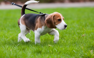 Start Smart: 5 Essential Commands That Build a Well-Behaved Puppy