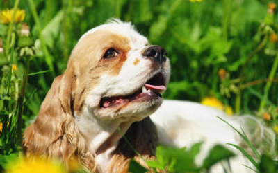 She Rescued a Pregnant Dog From Behind a Restaurant—What Happened Next Was Unexpected