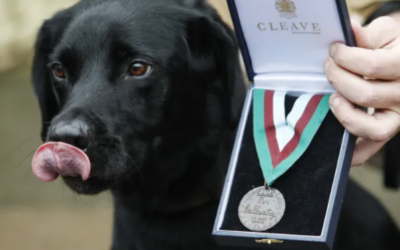 Meet Treo, the War Dog Who Saved Soldiers From Deadly Bombs