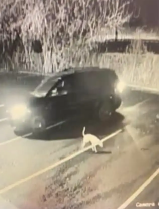 Security Cameras Captured A Heartbreaking Goodbye No Dog Should Ever Experience