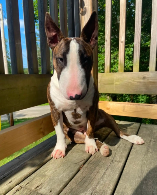 His Dog Kept Watching One Spot Outside, And What He Found There Was Unexpected