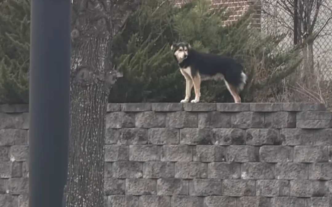 Every Trap Failed Until This Clever Stray Finally Decided To Trust Someone