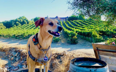 From Vineyards to Beer Gardens: Dog-Friendly Places Your Pup Will Love