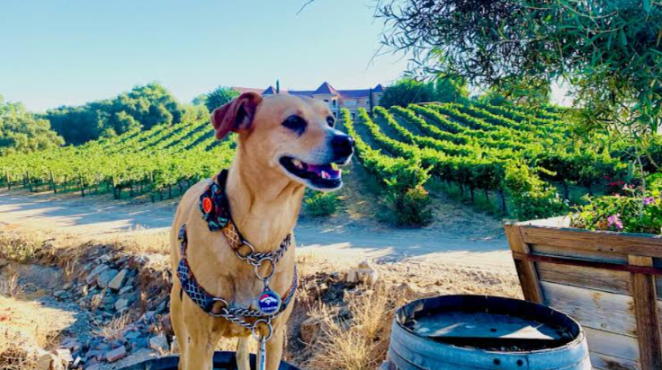 From Vineyards to Beer Gardens: Dog-Friendly Places Your Pup Will Love