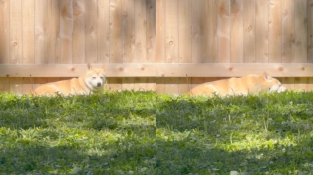 Rescue Shiba Inu Once Feared Humans, But Look at Him Now