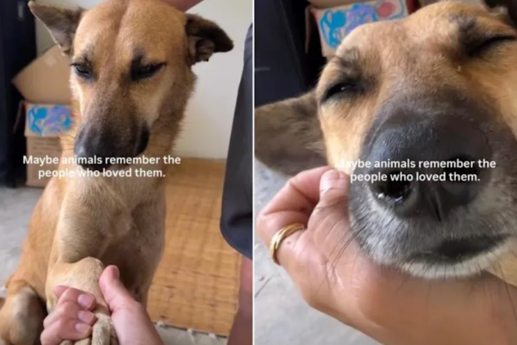 Months After She Moved Away, A Street Dog Somehow Found His Way To Her Front Door