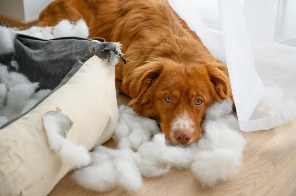 Does Your Dog Panic When You Leave? These Steps Can Help Ease Separation Anxiety