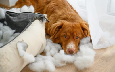 Does Your Dog Panic When You Leave? These Steps Can Help Ease Separation Anxiety