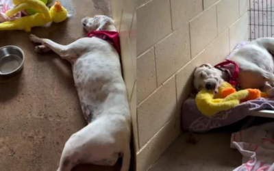 A Deaf Shelter Dog Gets a Tiny Surprise, and Her Reaction Is Breaking Hearts