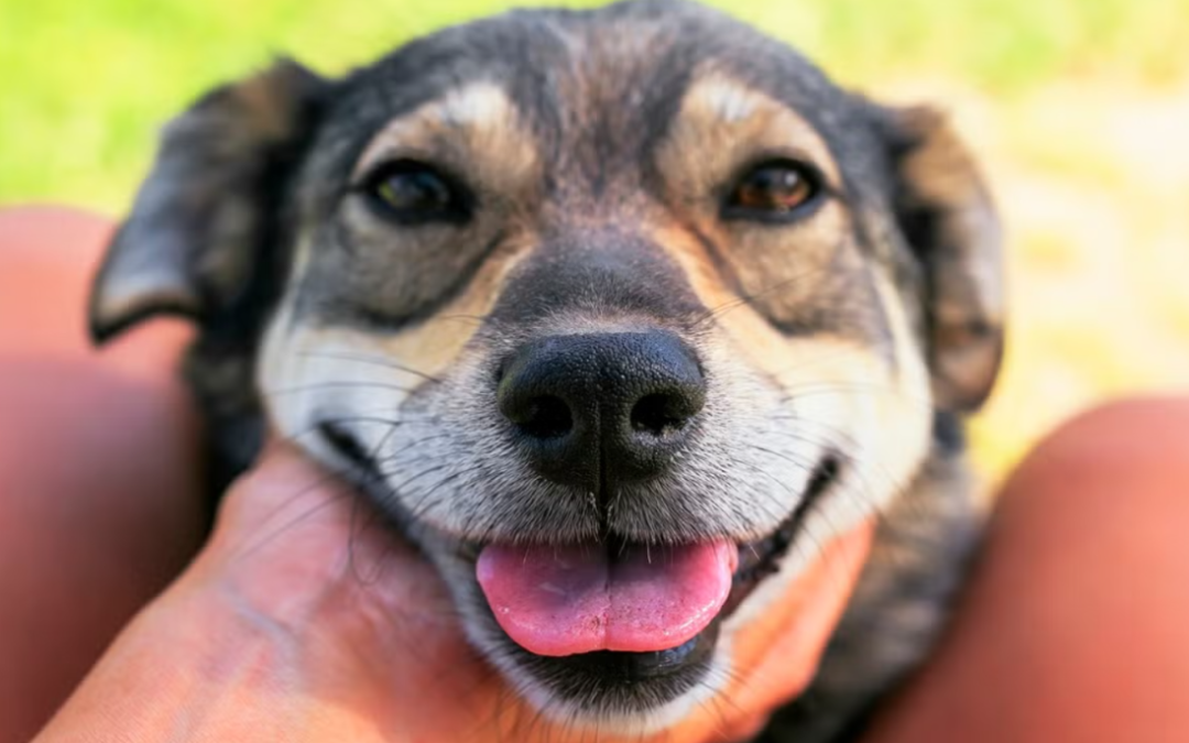 Everyone Stops Scrolling When They See This Rescue Dog’s Unforgettable Smile