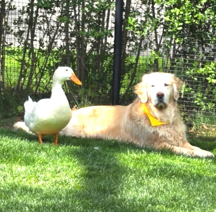 When a Golden Retriever Lost Her Spark, an Unlikely Duck Friend Helped Bring It Back