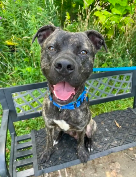 Shelter Dog Spots New Friends And Decides The Fence Isn’t Going To Stop Him