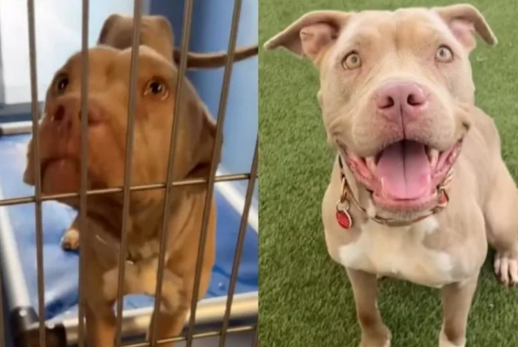 Found Skin and Bones After Two Months Alone, This Rescue Dog Still Wanted Nothing but Love