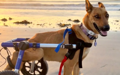 A Broken Spine Couldn’t Break This Dog’s Spirit. Now She Needs One Last Miracle