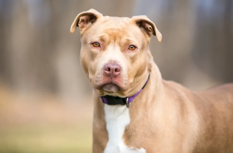 This Dog Had Been Adopted and Returned Twice, But His Third Chance Was Different