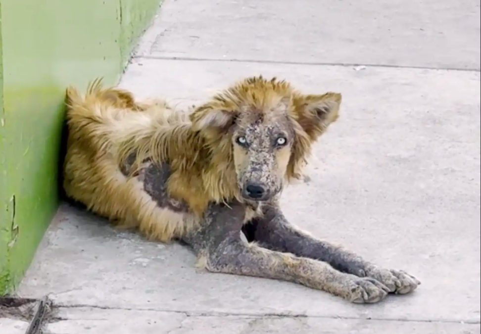 Everyone Was Afraid Of This “Werewolf” Until One Rescuer Finally Stopped
