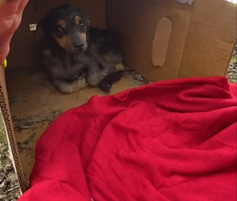 Shivering Puppy Found Hiding In A Box During A Rainstorm Gets The Rescue She Desperately Needed