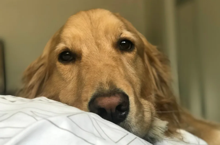 Golden Retriever Sees Dad Giving Mom a Foot Massage and Makes His Feelings Very Clear