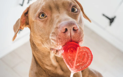 Dog Gets a Taste of a Sour Lollipop, and His Hilarious Reaction Has Everyone Laughing